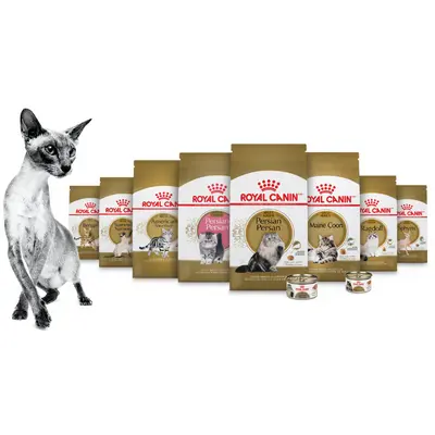 Royal Canin Feline Breed Nutrition Cat DRY food